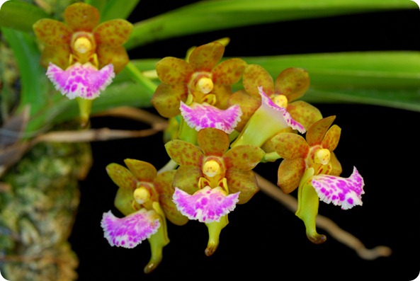 Aerides flabellata