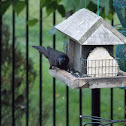 Common Grackle