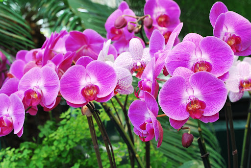These orchids remind me of a crowd of faces.