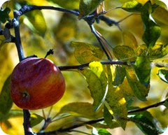 fiesta nacional de la manzana_fruto