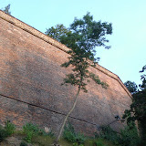 A tree growing along the north wall of Vysehrad