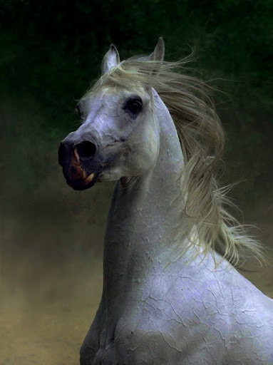 Arabian Wojtek Kwiatkowski Horse Photography