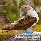Galapagos by Daniel Petrescu