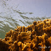  Snorkel Buck Island Reef 