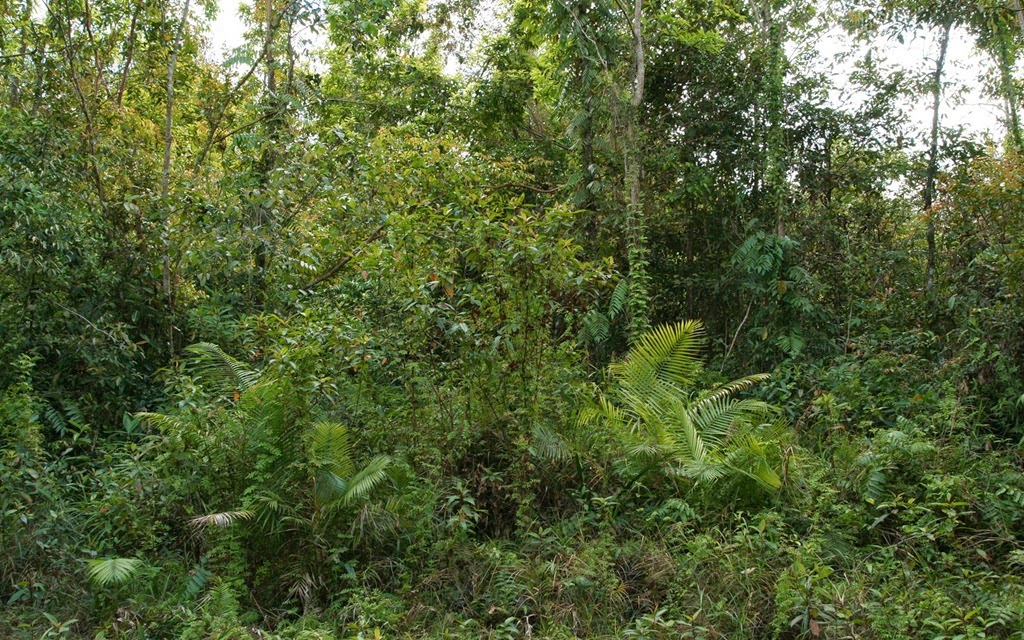 [fake%2520jungle%255B3%255D.jpg]