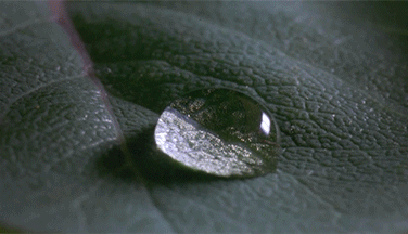 10- Uma formiga bebendo de uma gota d’água 10- Uma formiga bebendo de uma gota d’água
