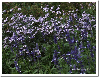 Ljuslilaoblåblommor Ljuslilaoblåblommor