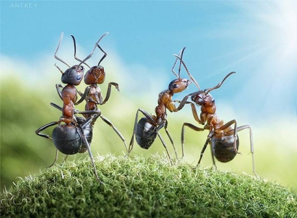 Life-of-Ants-Andrey-Pavlov-28