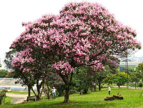 [Quaresmeira%2520rosa%255B4%255D.jpg]