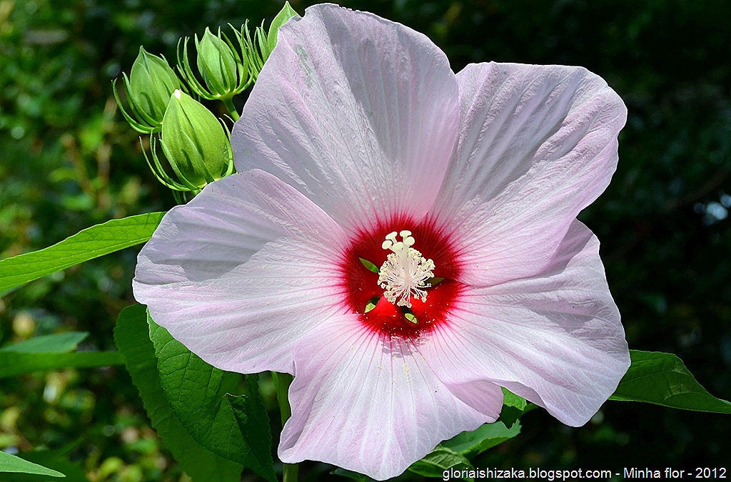 [Gl%25C3%25B3ria%2520Ishizaka%2520-%2520minhas%2520flores%2520-%25202012%2520-%25205%255B9%255D.jpg]
