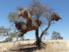 Suednamibia