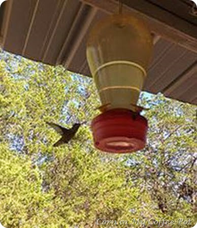 humming bird humming bird
