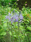 Camassia is a native plant with an edible bulb. At Chanticleer, it is planted in huge drifts to very dramatic effect (keep clicking to see its big moment in the garden).