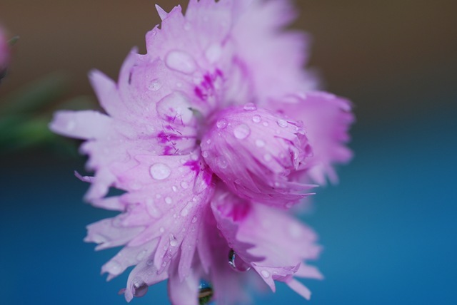 Droplets on pinks