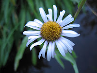 Wildflower.