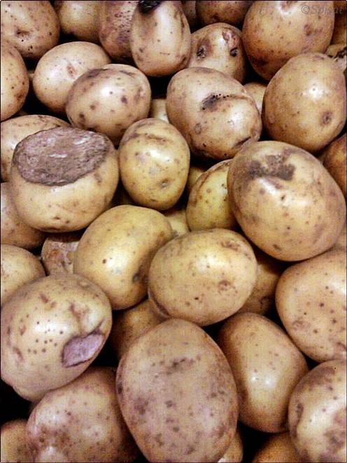 [Potatis%2520klass%25201%2520Coop%2520Forum%255B3%255D.jpg]