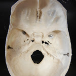 skull_sphenoid_unlabeled.JPG