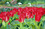 janda - Red%252520Tulips.jpg