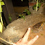 A rather large frog in the undergrowth...
