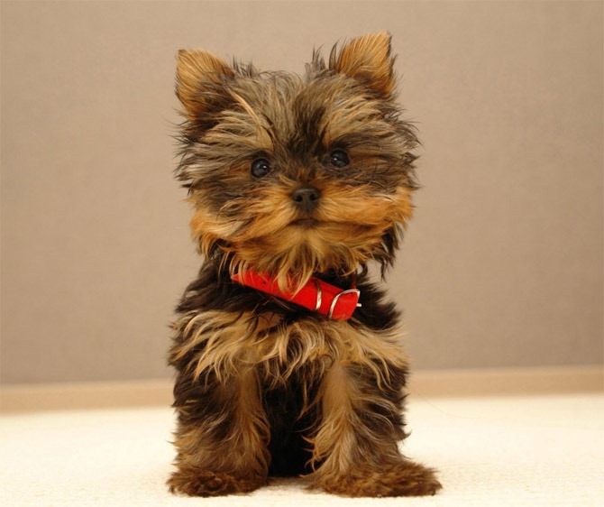 [cutest_breed_dogs-12%255B1%255D.jpg]