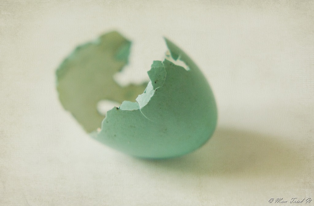 [Robin%2520egg%255B9%255D.jpg]
