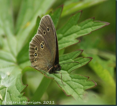 ringlet