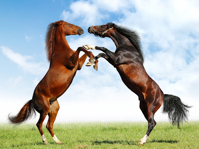 caballos-265432.jpg