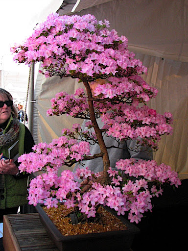 cherry blossom bonsai
