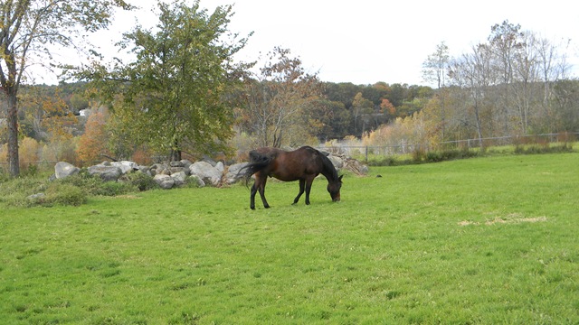 [Fall%2520at%2520Jean%2527s%2520with%2520horses.%2520078%255B5%255D.jpg]