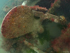 Fleur de lys: propeller