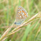 The delicate spots and rings on the undersides of the blues and other related butterflies are so pretty.