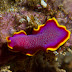 P4283193