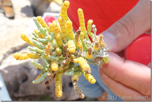 Gliedermelde - Arthrocnemum macrostachyum; schmeckt salzig, Spitzen oft gelb. Bis zu 1m hoch.