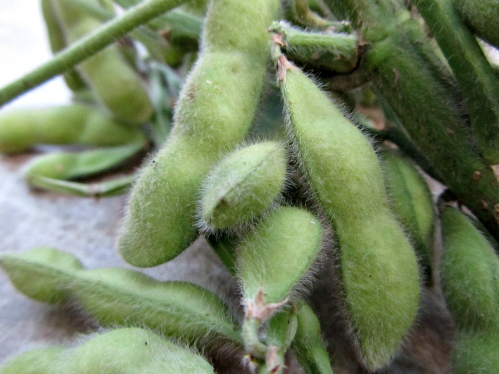 [edamame%255B4%255D.jpg]