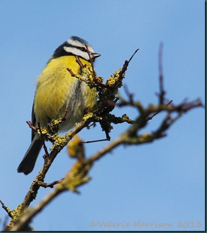 2-bluetit