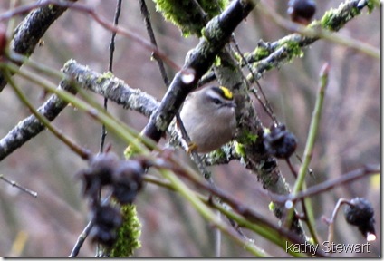 Golden-crowned Kinglet