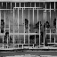 Shanghai - Pets market - Rang d'oiseaux monochrome