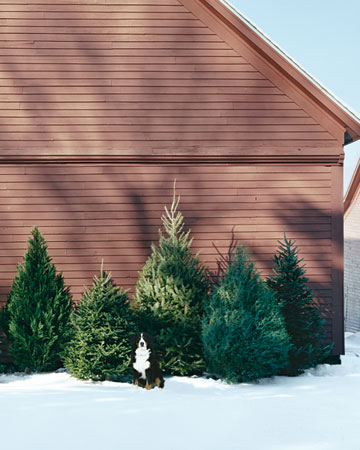 Left to right: Leyland Cypress, Balsam Fir, Douglas Fir, 'Blue Ice' Cypress, and Fraser Fir. Left to right: Leyland Cypress, Balsam Fir, Douglas Fir, 'Blue Ice' Cypress, and Fraser Fir.