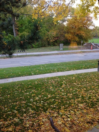 Leaves in the front yard IMG_5270.jpg