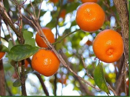 Calamondin Calamondin