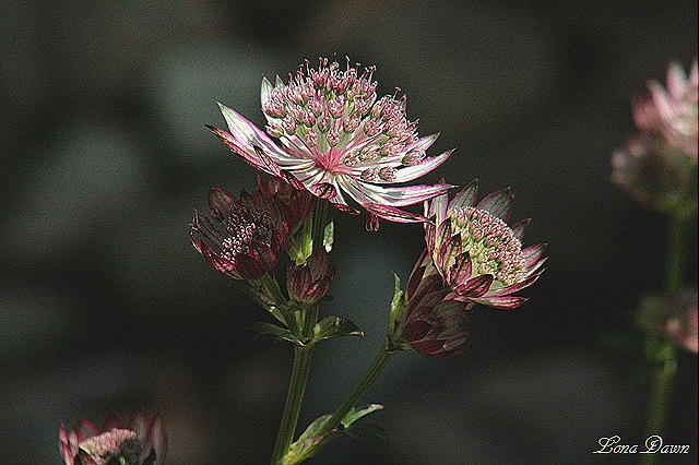 [Astrantia4_Masterwort_AbbeyRoad%255B1%255D.jpg]