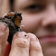 Tawny Garden Slug