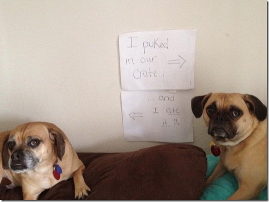 dog-shaming-bad-33