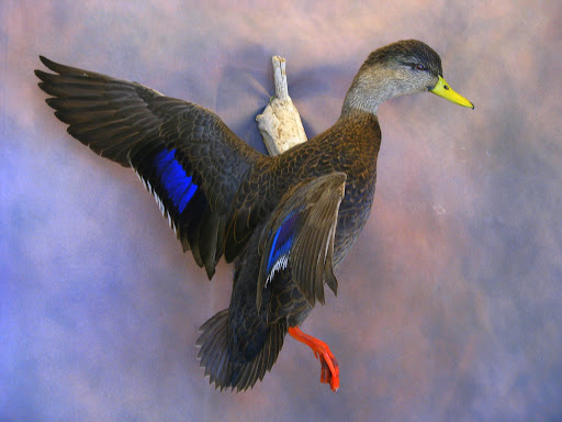 Black Duck Drake