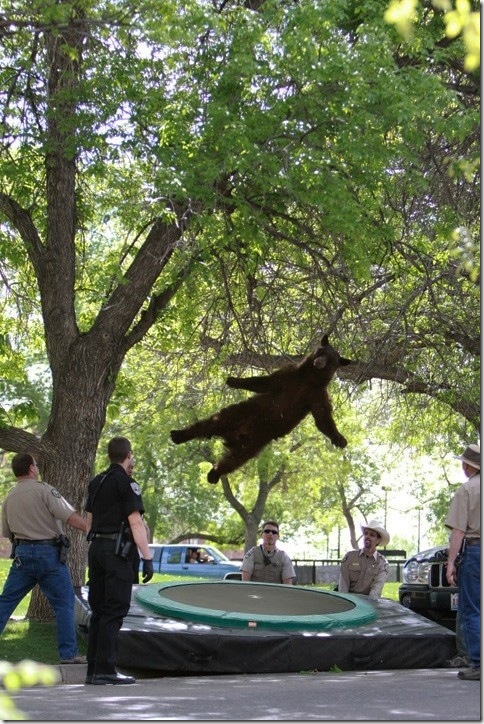 falling-bear-meme-6