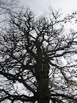 Fotos de Jani do ano 2006 202.jpg