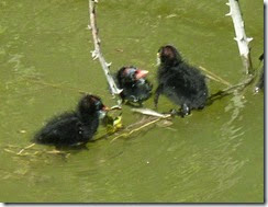 moorhen chicks