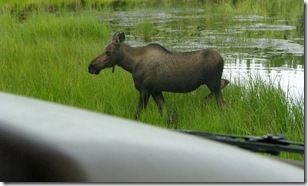 Moose #5  45.5 Mi.Pond 8-2-2011 8-11-59 PM 2942x1765