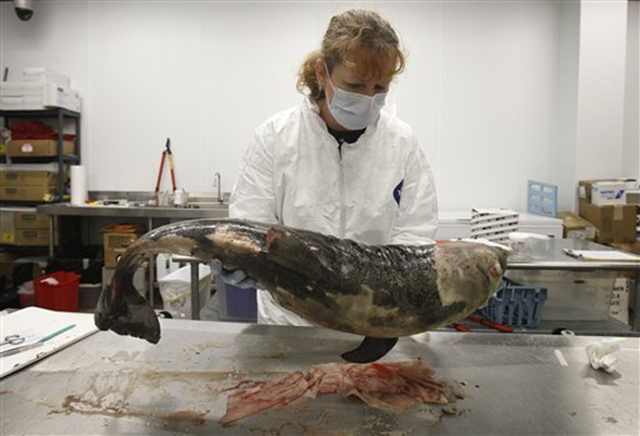 Institute for Marine Mammal Studies veterinary technician Wendy Hatchett lifts a dead bottlenose dolphin that was found on Ono Island, Ala., and brought for examination to Gulfport, Miss., Tuesday, Feb. 22, 2011. Researchers say that more than a dozen young dolphins, either aborted before they reached maturity or dead soon after birth, have been collected along the Gulf Coast in the past two weeks -- about 10 times the normal number for the first two months of the year. Patrick Semansky / kansascity.com