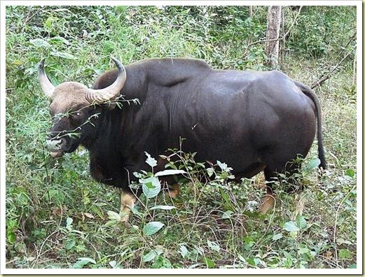 indian-bison